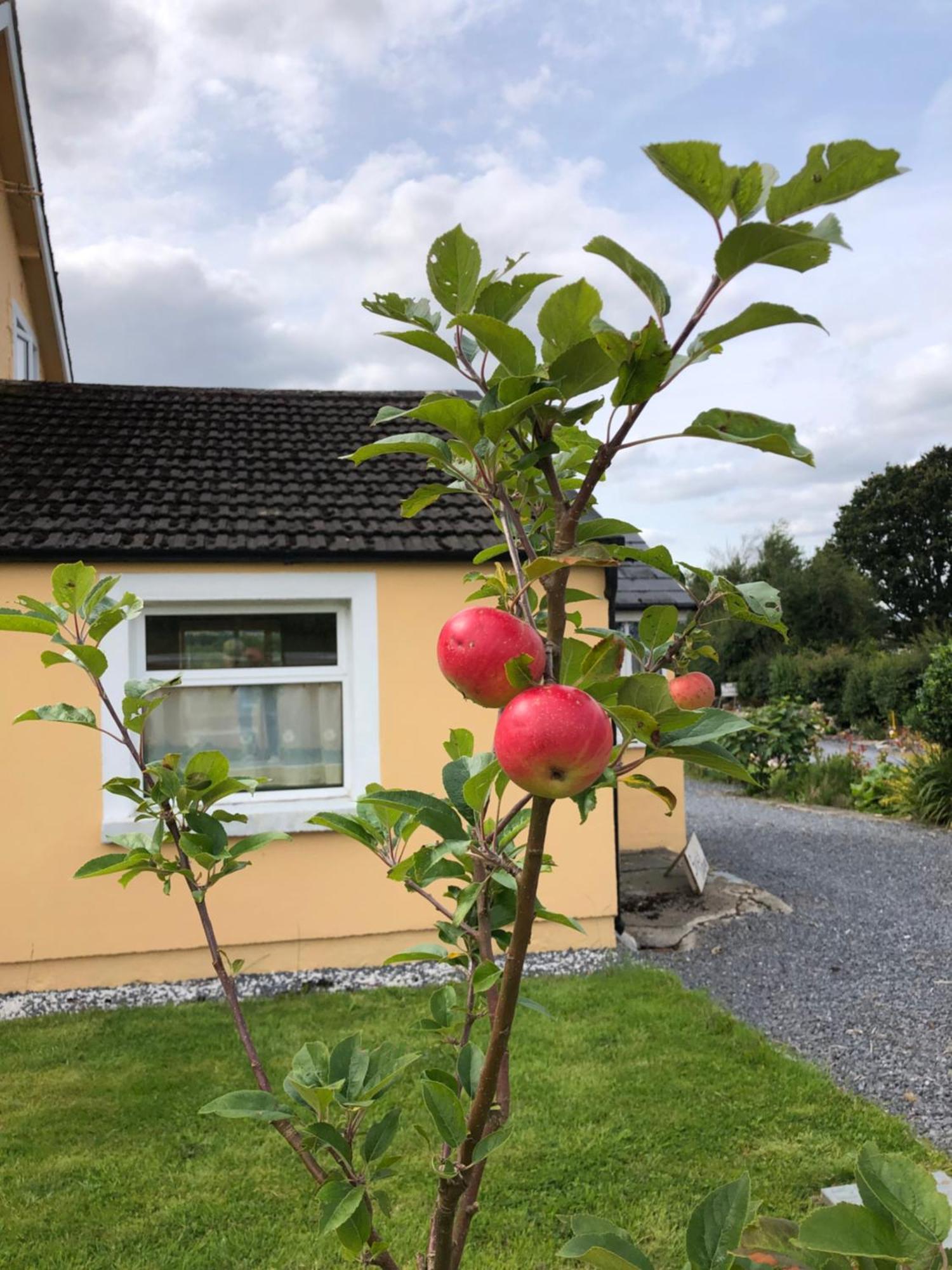 B&B & Cottage Rental In Bunclody - Mon Petit Cottage Eksteriør billede